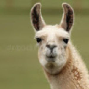 Meet your Posher, Carly